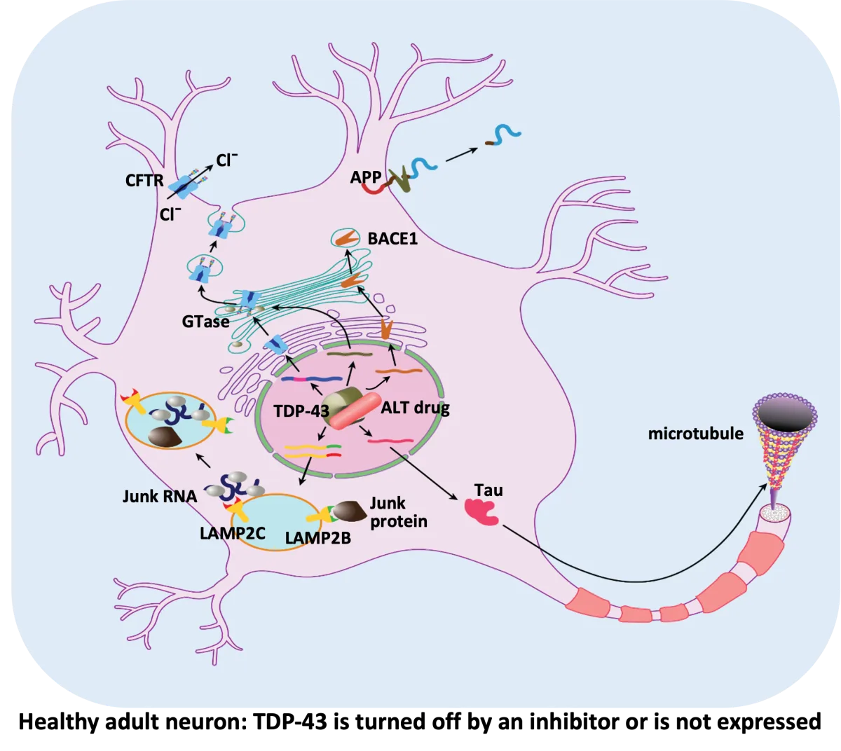 Diagram of a healthy adult neuron: TDP-43 is turned off by an inhibitor or is not expressed