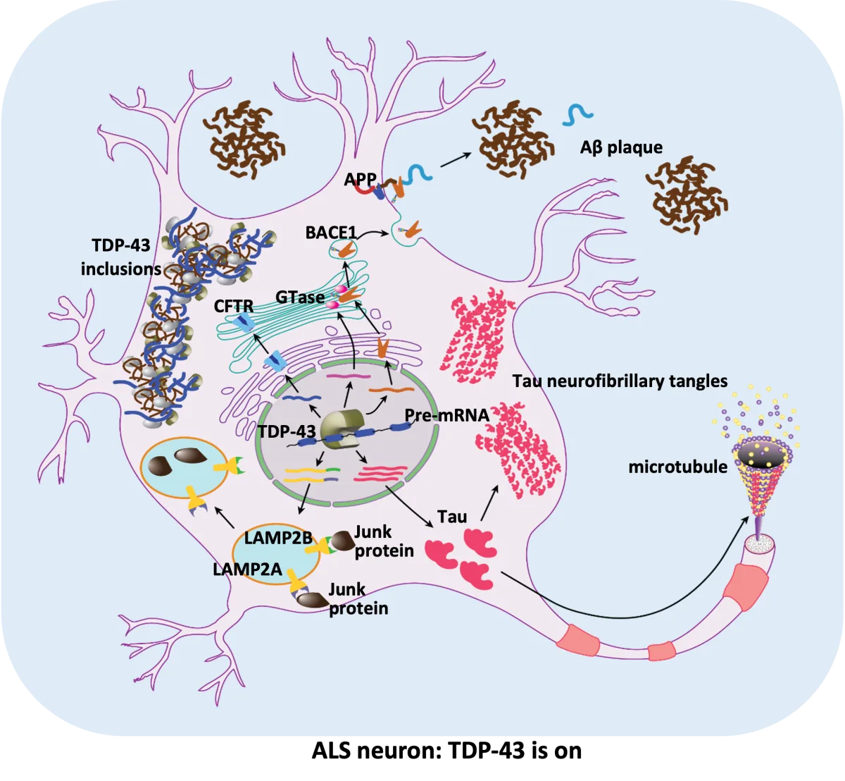 Diagram of TDP-43 toxicity in an adult neuron